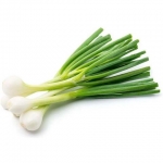 48550 9100000485508 CIPOLLINA FRESCA 14 MAZZI